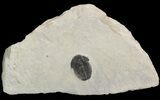 Elrathia Trilobite In Shale - Utah #47360-1